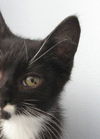Socks aka Bootsie