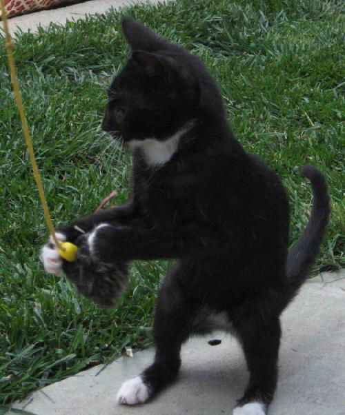 Socks aka Bootsie