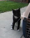 Socks aka Bootsie