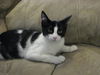 Sylvester