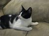 Sylvester
