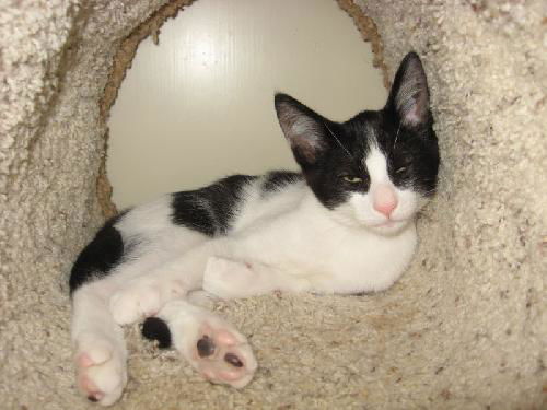 Sylvester