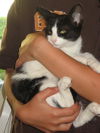Sylvester