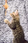 Snickers