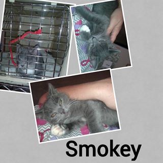 Smokey