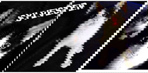Sylvester