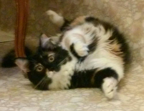 Sophie