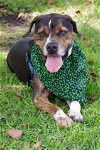 adoptable Dog in miami, FL named Night