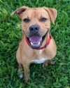 adoptable Dog in miami, FL named Scooby