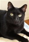 adoptable Cat in miami, FL named Z COURTESY LISTING: Ozzie *