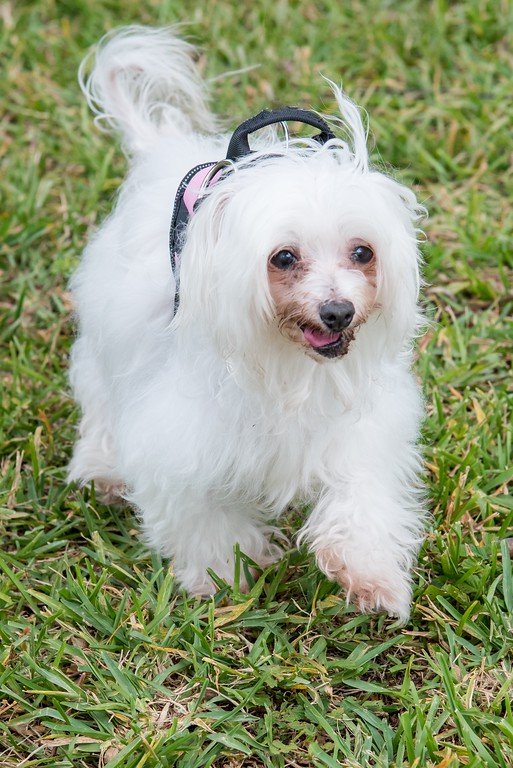 adoptable Dog in Miami, FL named Lulu