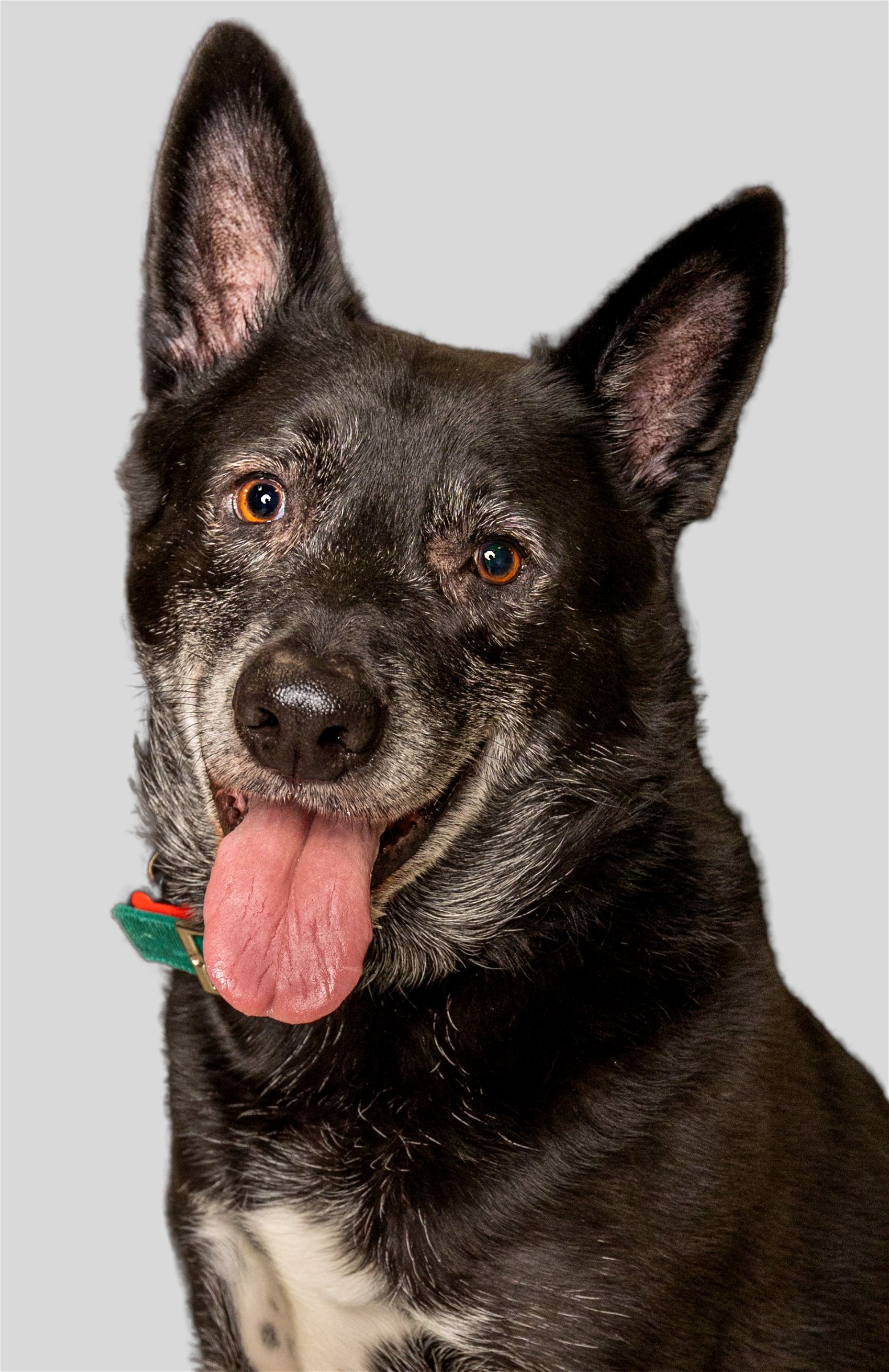 adoptable Dog in Miami, FL named *Walter