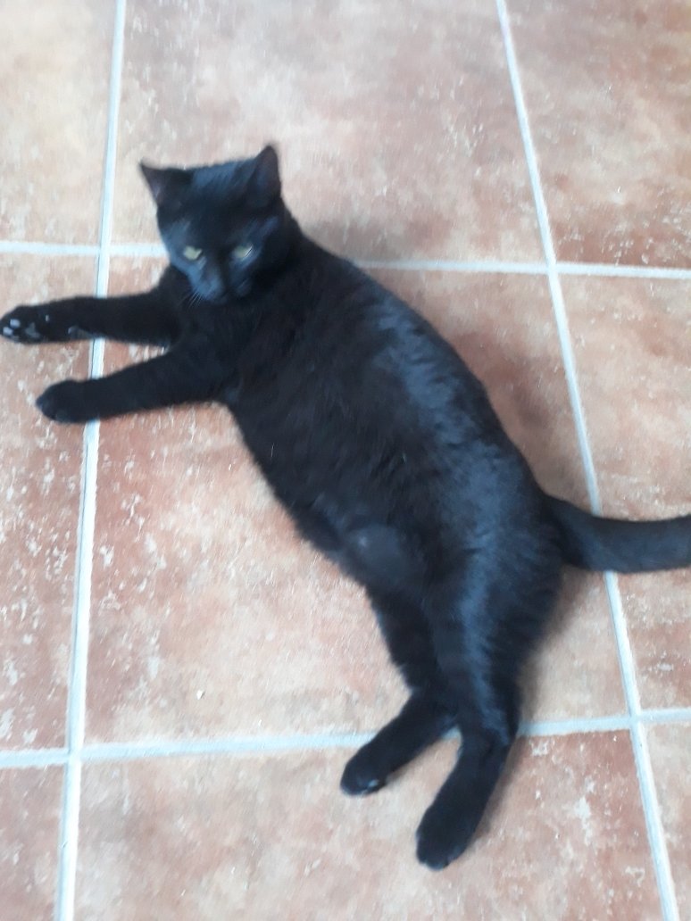 adoptable Cat in Miami, FL named Z COURTESY LISTING:Emerald*