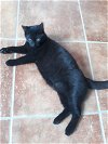 adoptable Cat in miami, FL named Z COURTESY LISTING: Emerald*