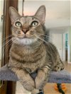 adoptable Cat in miami, FL named Z COURTESY LISTING: Atlas*