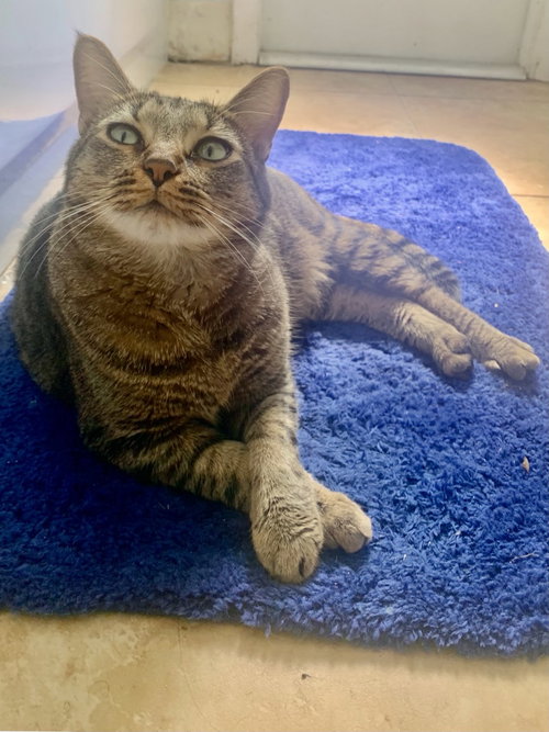 COURTESY POST: ATLAS - Domestic Short Hair available for adoption