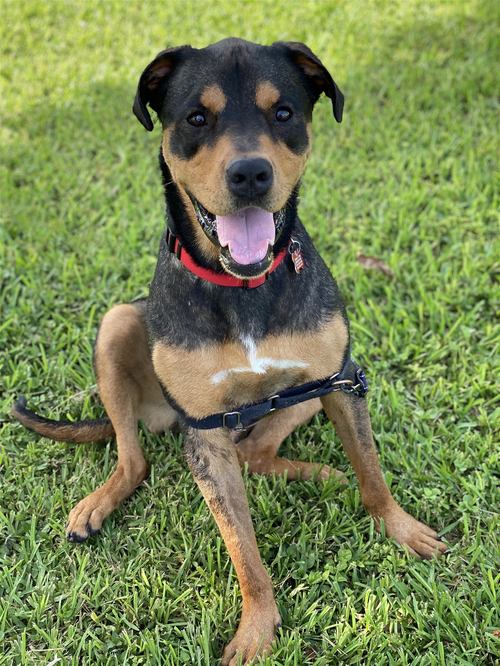 adoptable Dog in Miami, FL named Reese