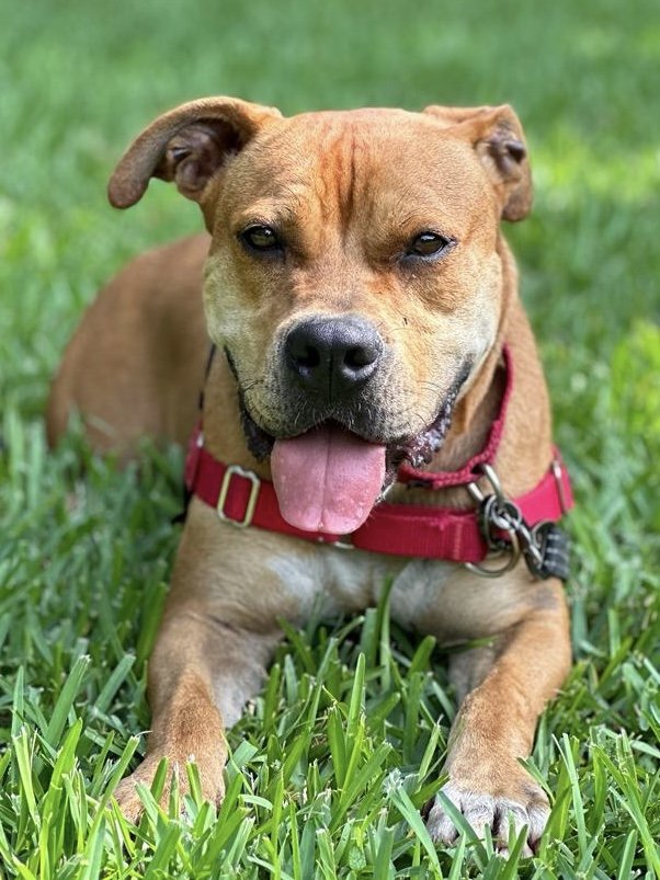 adoptable Dog in Miami, FL named Dante