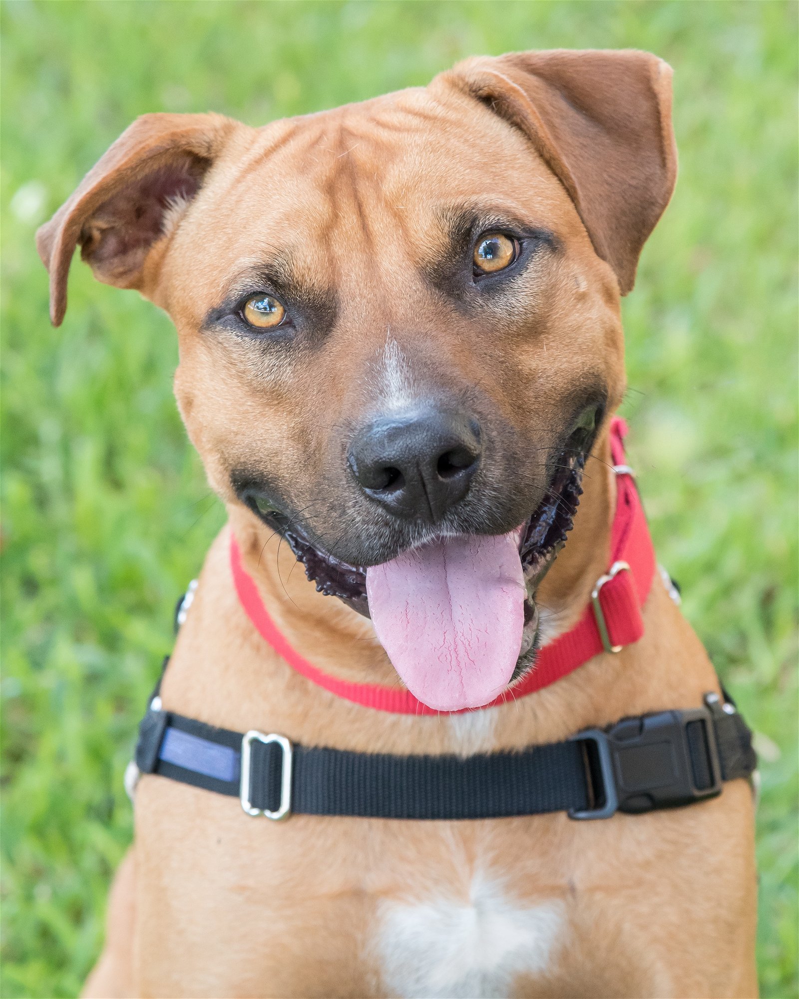 adoptable Dog in Miami, FL named Jerry