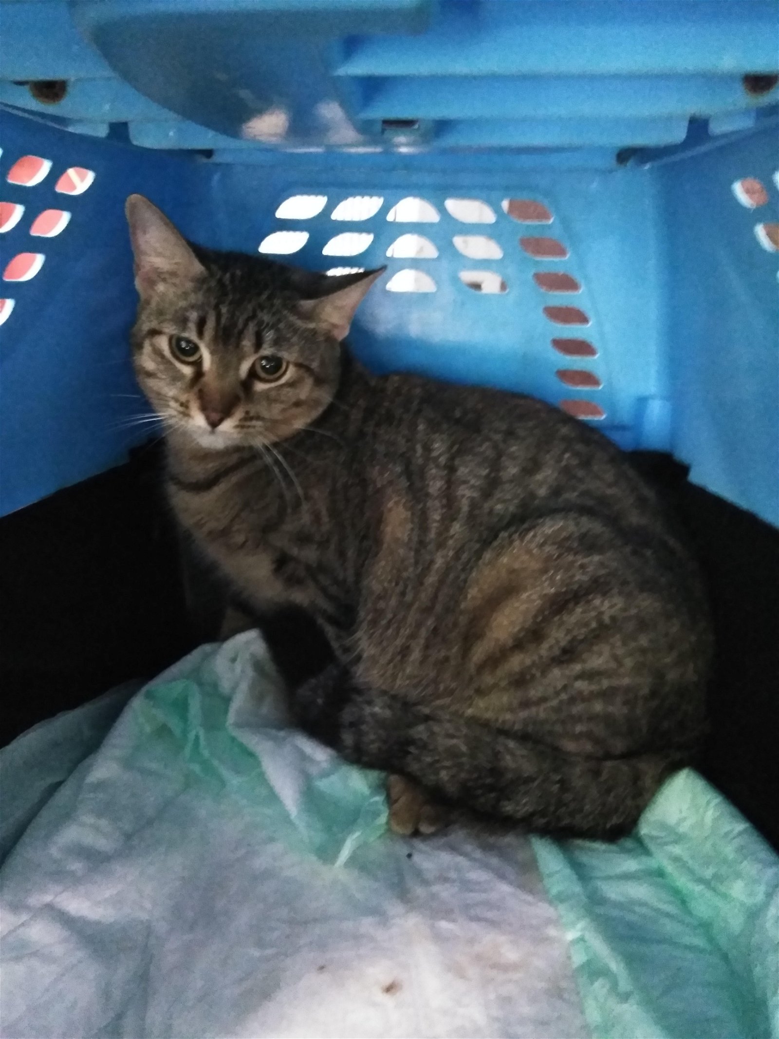 adoptable Cat in Miami, FL named Z COURTESY LISTING: Debbie
