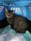 adoptable Cat in miami, FL named Z COURTESY LISTING: Debbie