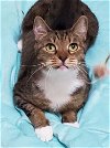 adoptable Cat in miami, FL named Z COURTESY LISTING:Josie *