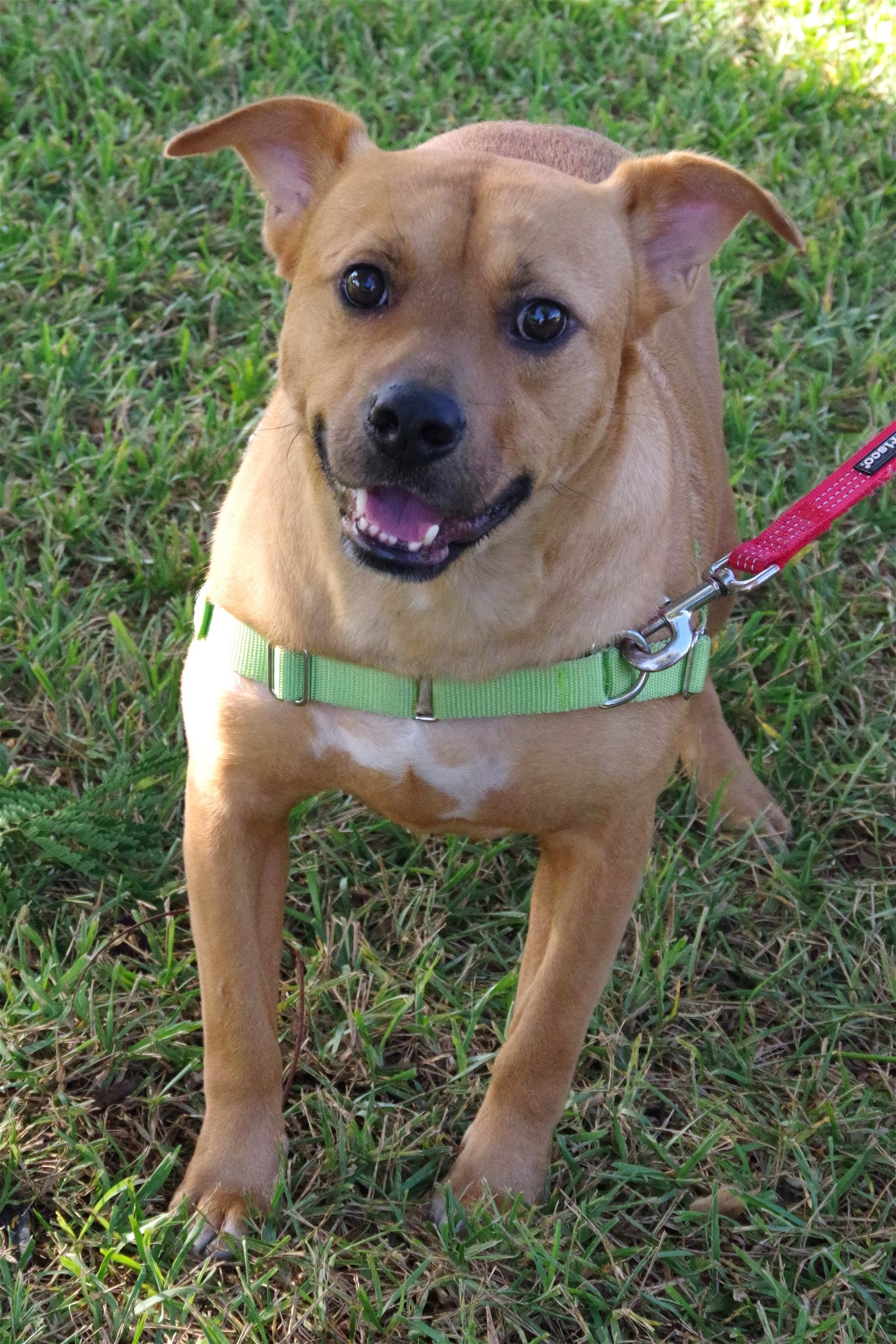 adoptable Dog in Miami, FL named Peanut