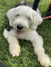 adoptable Dog in miami, FL named Bishop