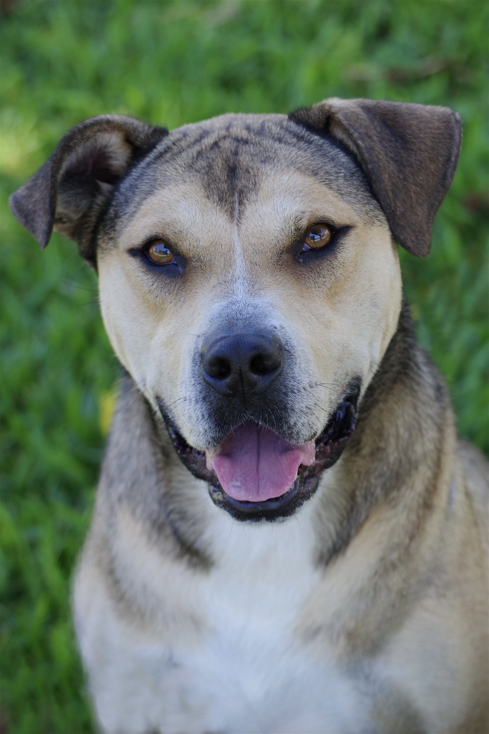 adoptable Dog in Miami, FL named Fernando