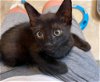 adoptable Cat in miami, FL named Z COURTESY LISTING: Angel Kitten