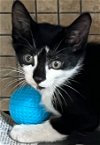adoptable Cat in miami, FL named Z COURTESY LISTING:Joey Kitten