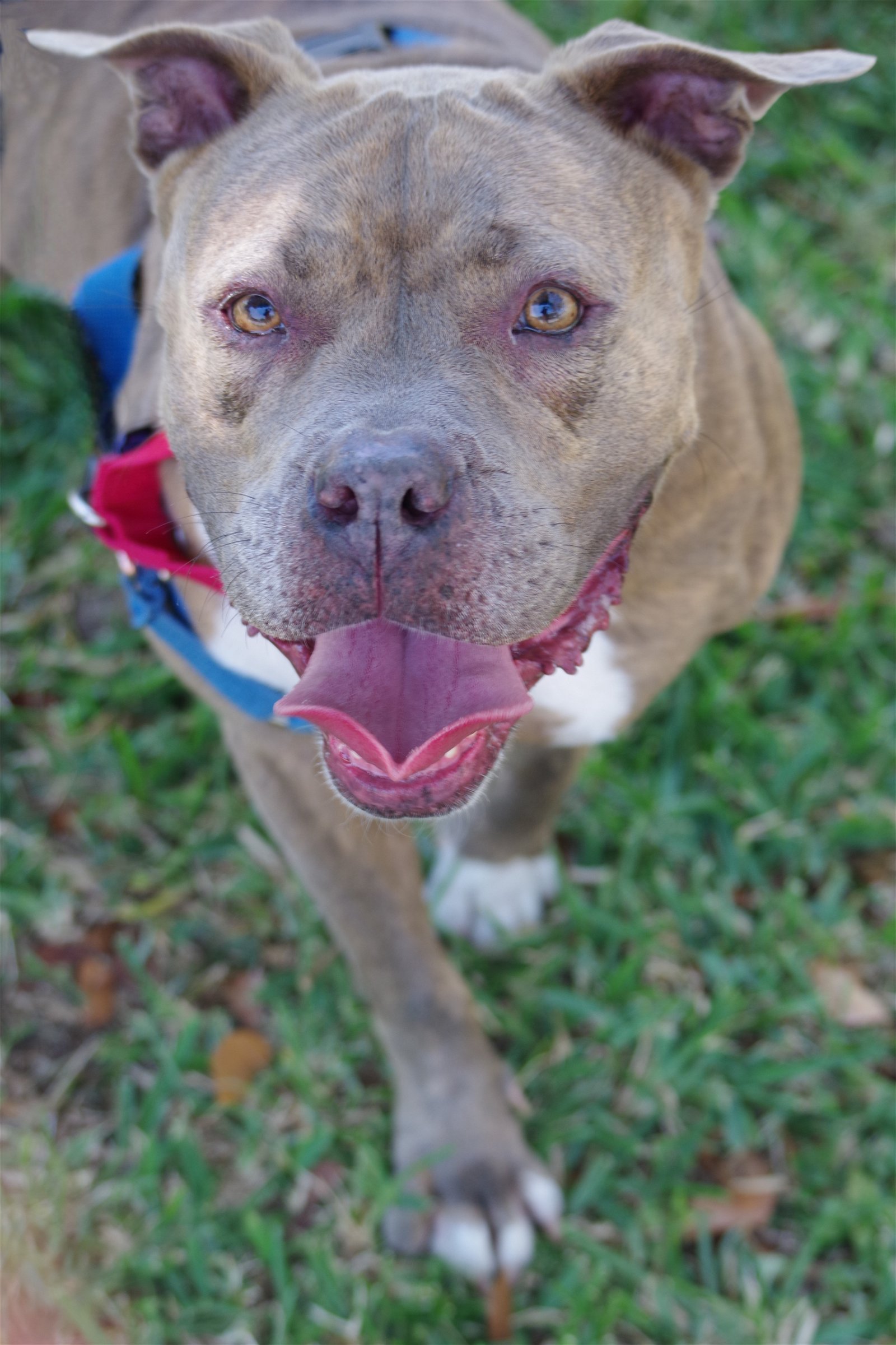 adoptable Dog in Miami, FL named BooBoo