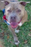 adoptable Dog in miami, FL named BooBoo