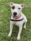 adoptable Dog in miami, FL named Blanquito