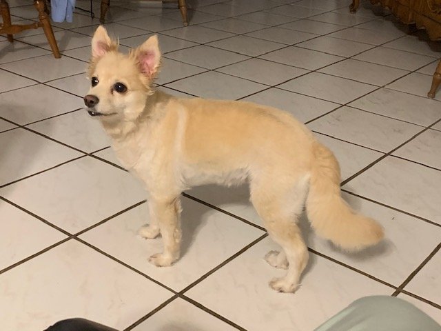 adoptable Dog in Miami, FL named Z COURTESY LISTING: Princess