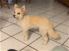 adoptable Dog in miami, FL named Z COURTESY LISTING: Princess