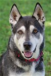 adoptable Dog in miami, FL named Blake