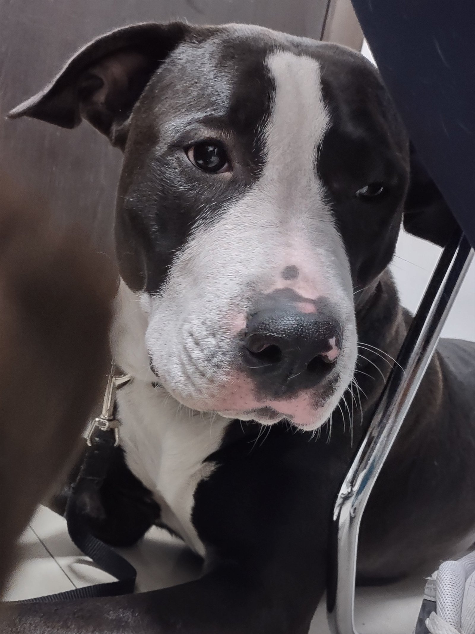 adoptable Dog in Miami, FL named Z COURTESY LISTING: Trixie