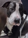 adoptable Dog in miami, FL named Z COURTESY LISTING: Trixie