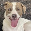 adoptable Dog in miami, FL named Yogi