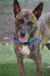 adoptable Dog in miami, FL named Arthur