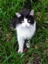 adoptable Cat in miami, FL named Z COURTESY LISTING: Geisha