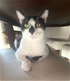 adoptable Cat in miami, FL named Z COURTESY LISTING:Bubbles