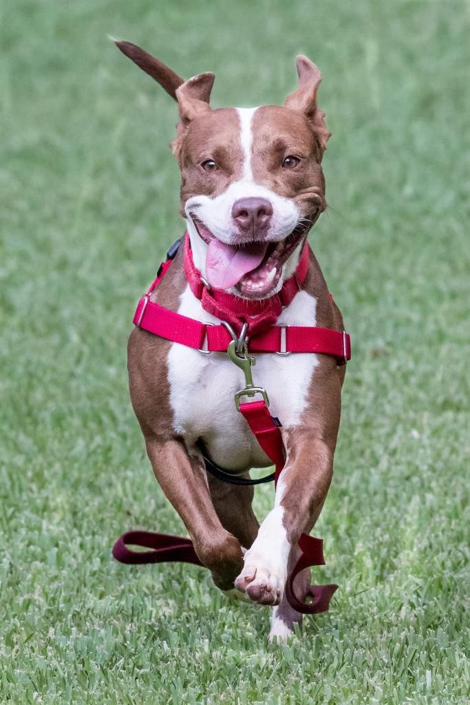 adoptable Dog in Miami, FL named Tacoma