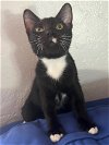 adoptable Cat in miami, FL named Z COURTESY LISTING:Kitten Wallace