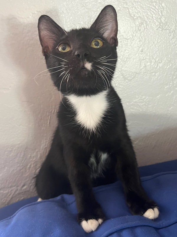 COURTESY POST: Wallace