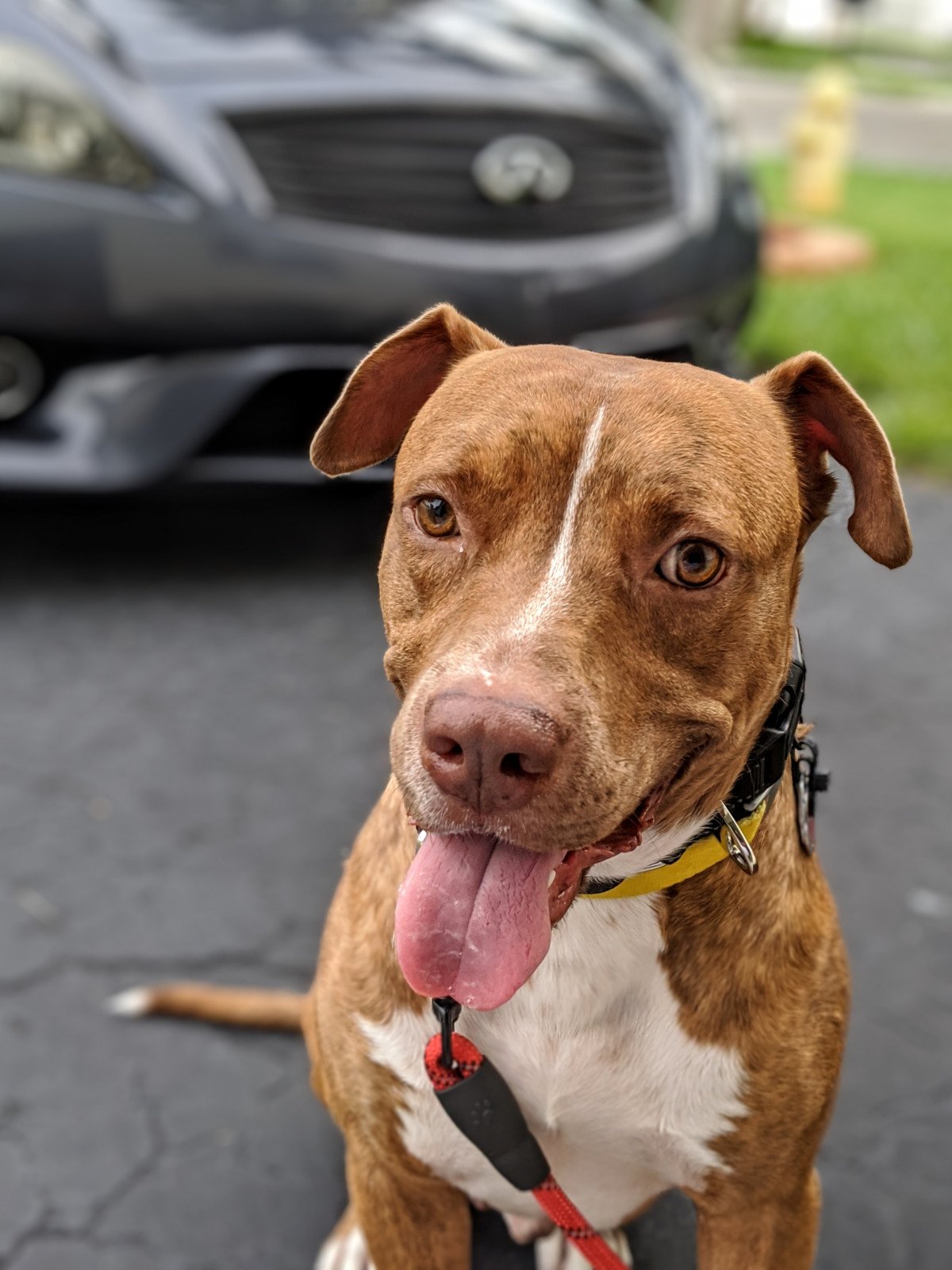 adoptable Dog in Miami, FL named Z COURTESY LISTING: Maxi