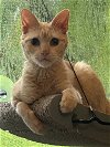 adoptable Cat in miami, FL named Z - Peaches