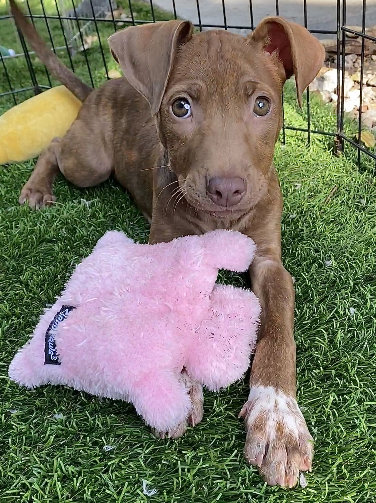 dog-for-adoption-baby-llama-a-terrier-in-sunset-fl-alpha-paw