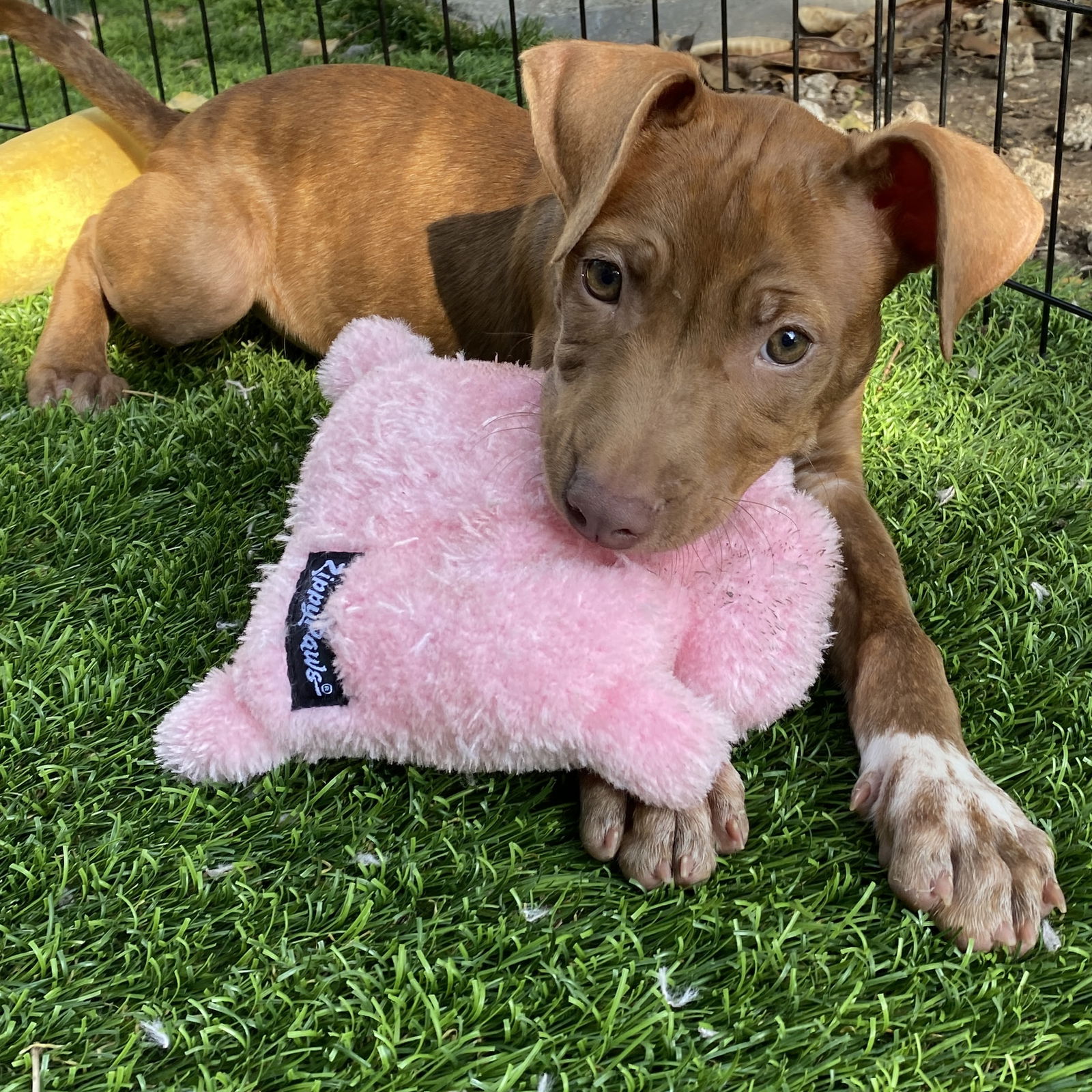 dog-for-adoption-baby-llama-a-terrier-in-sunset-fl-alpha-paw